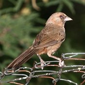 Abert's Towhee